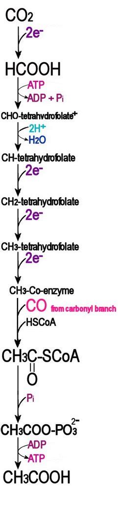 Pathways: acetyl CoA pathway