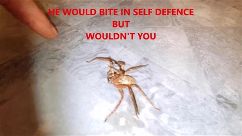 Huntsman spider WILL IT BITE ME - YouTube