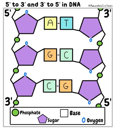 Amoeba Sisters Dna Replication Worksheet - Printable Word Searches