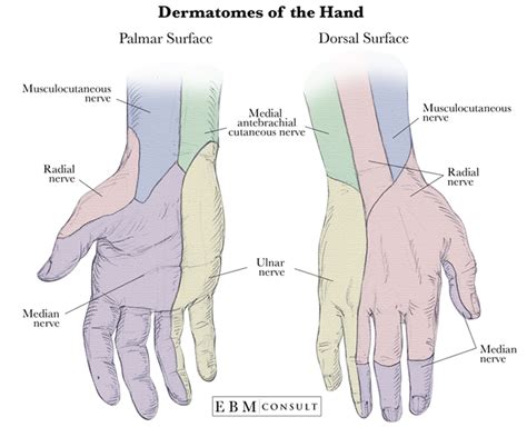 Dermatomes of the Hand | Human muscle anatomy, Human anatomy and ...