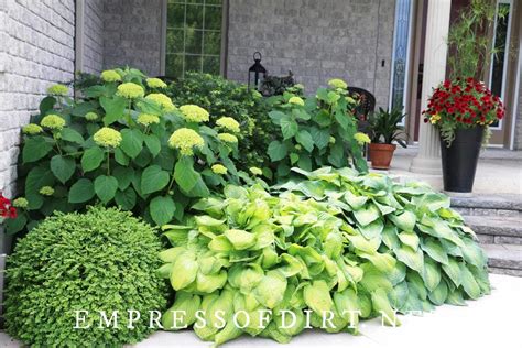 Hostas for Sun: Sun-Tolerant Options For Your Garden