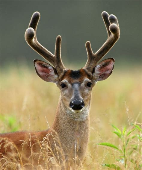 Smoky Mountain | Are You A Female Deer? | Female deer, Whitetail deer ...