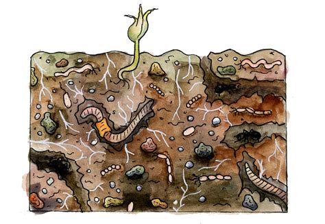 Soil Engineering: The Relationship Between Soil Texture and Function