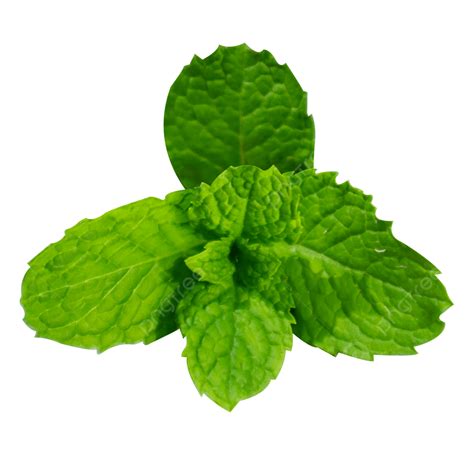 Fresh Mint PNG Image, Fresh Mint Leaves, Mint Leaves, Mint, Green PNG ...