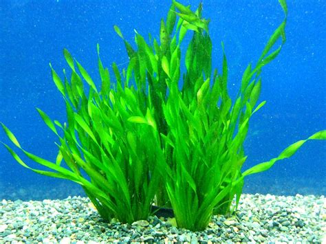 Vallisneria asiatica | Underwater amazingness | Pinterest | Aquatic ...