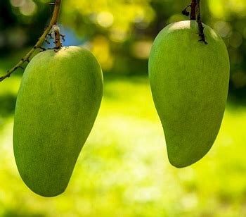 African Mango Extract and Weight Loss