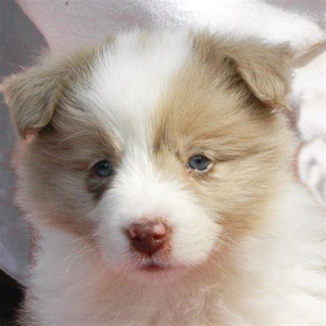 Pictures of Puppies | 45 Free Cute Border Collie Puppy Images | HubPages