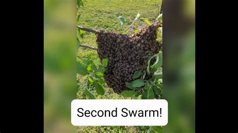 Catching another Honey Bee swarm! - YouTube