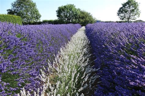 Norfolk Lavender - Wells Guide