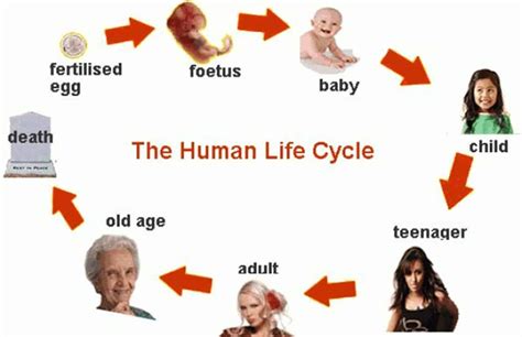 Human Life Cycle Vocabulary in English - ESLBUZZ