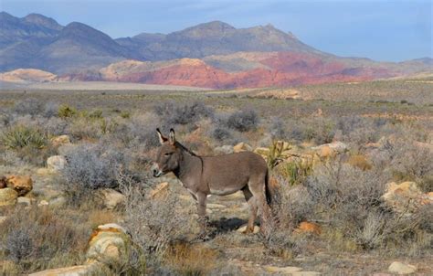 Plants & Wildlife | Red Rock Canyon Interpretive Association | Wildlife ...