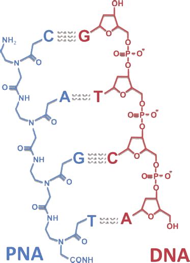 Peptide Nucleic Acids: Synthetic Mimics of DNA | LifeTein Peptide Blog