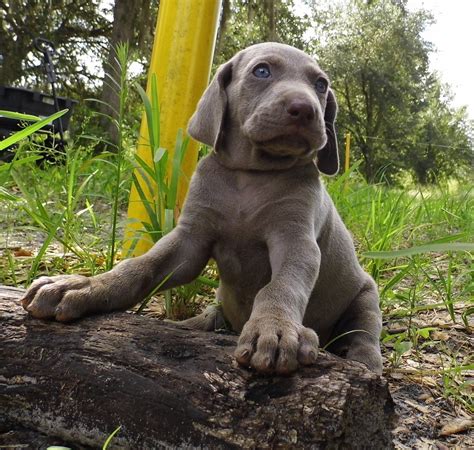 Cute Weimaraner puppy photo and wallpaper. Beautiful Cute Weimaraner ...