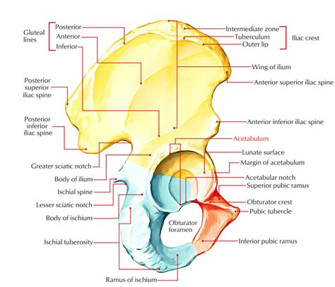 Acetabulum – Earth's Lab