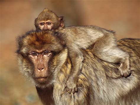 Desktop Nature wallpaper: desktop zoo animals baboon background ...