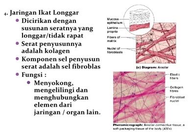 Penyusun, Komponen dan Macam-macam Jaringan Ikat Pada Hewan