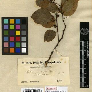 5. Photographs of Celtis sinensis Pers. (A. tree shape; B. bark; C ...