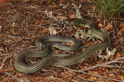 Mulga Snake - The Australian Museum