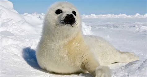 Harp Seal Behavior - AnimalBehaviorCorner