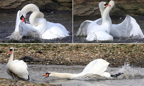 Wind your neck in! Male swans become entangled during vicious battle ...