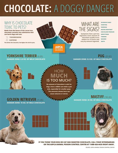 Chocolate toxicity in dogs Pet Health Insurance, Dog Insurance, Dog Ate ...