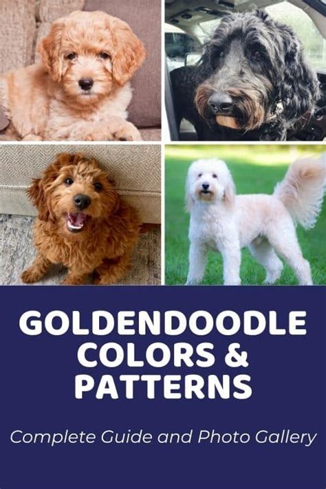 Goldendoodle Colors & Coat Patterns: Complete Guide and Photo Gallery