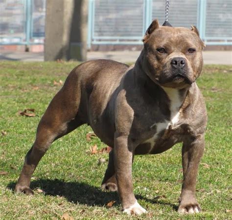 American bulldog pitbull mix | Animals Photos Directory