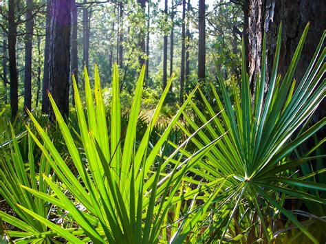 Saw Palmetto Plant: A Guide to Growing and Caring for this Hardy Palm