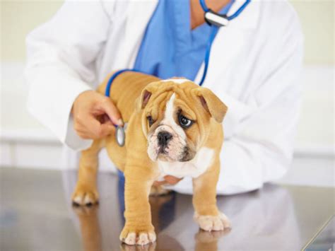 43 Best Photos Heart Murmur In Puppies Symptoms : Heart Murmurs In Dogs ...