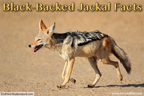 Black-Backed Jackal Facts, Pictures, Video & Information. Discover An ...