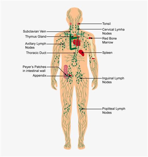 Blank Immune System Diagram