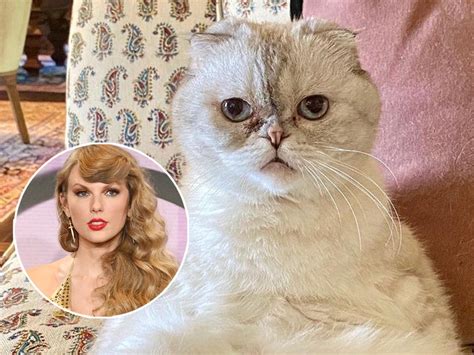 Taylor Swift's Cat Olivia Benson Reportedly Worth $97 Million