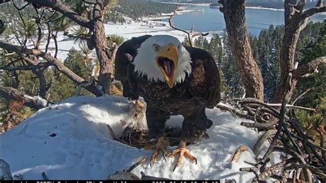 Another day Big Bear Bald Eagle Live Nest Cam / Big Bear Bald Eagle ...