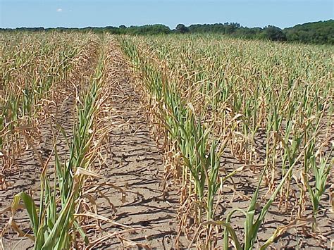 Drought-stressed corn. – PlantDOC