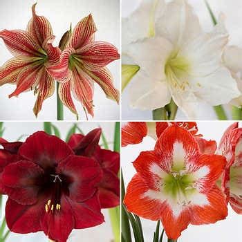 Longfield Gardens Big Blooming Amaryllis Collection, 4 bulbs | Costco