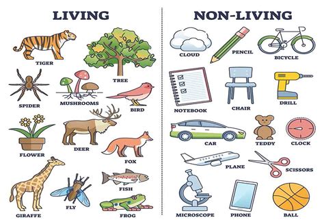 Living and Non Living Things - Characteristics & Examples