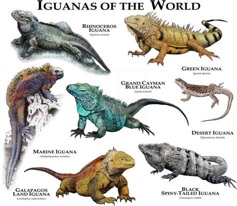 Iguanas of the World Poster Print | Etsy in 2020 | Iguana pet, Animals ...