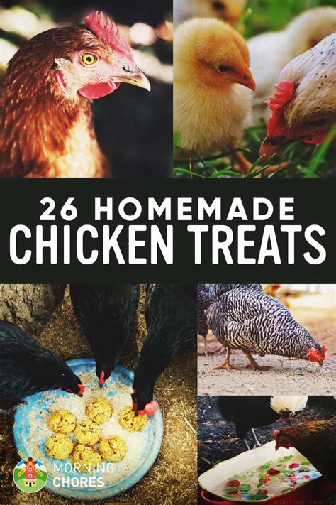 26 Homemade Healthy Chicken Treats Recipes Your Chickens Will Love