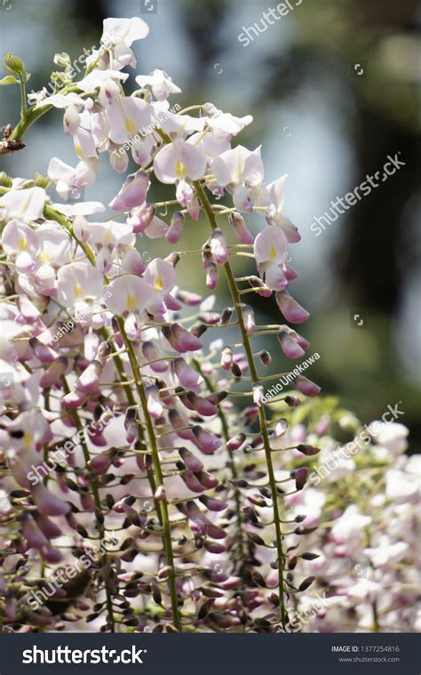 Wisteria Blooms Japan Stock Photo 1377254816 | Shutterstock