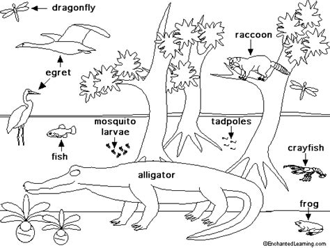 Swamp Life Animal Printouts - EnchantedLearning.com