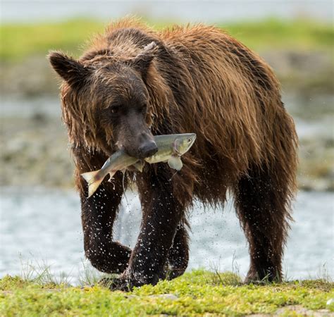 Kodiak Island Wildlife | Jack Jewell Photography