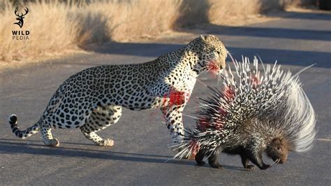 This Is Why Porcupines Are More Dangerous Than The Biggest Predators ...