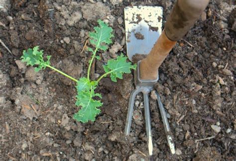 Planting Guide - Starting Kale from Seed - Dig for Your Dinner