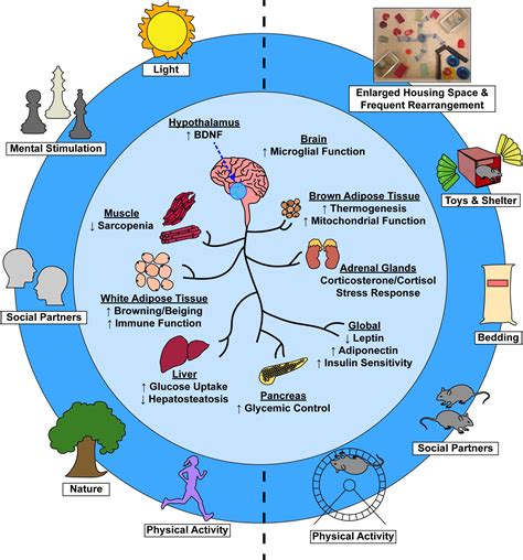 Frontiers | Improvements to Healthspan Through Environmental Enrichment ...