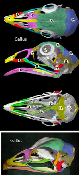 bird anatomy - skull Diagram | Quizlet