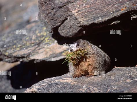 YELLOW-BELLIED MARMOT (Marmota flaviventris) in autumn with grass for ...