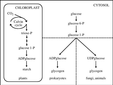 Pathways and compartmentalization of glycogen or starch synthesis in ...