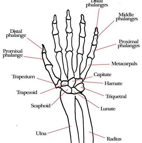 Bones bones u google images wrist joint anatomybones movements ...