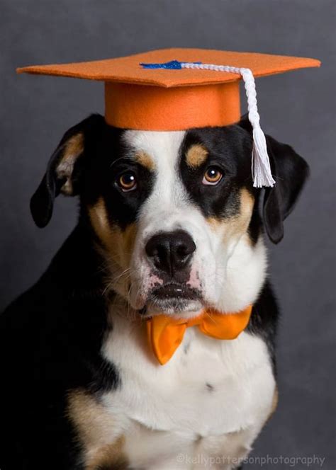 Dog Trainer's Set of 3 Graduation Caps | Etsy