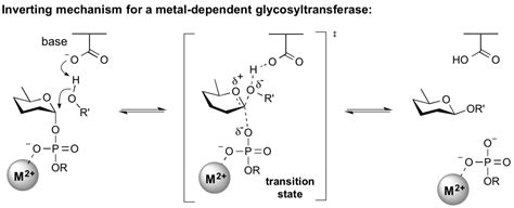 Glycosyltransferases - CAZypedia